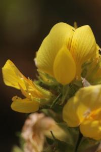 Bugrane jaune