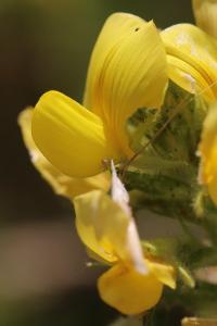 Bugrane jaune