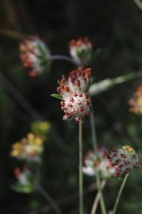 Anthyllide vulnéraire