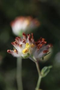 Anthyllide vulnéraire