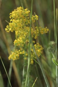 Gaillet jaune