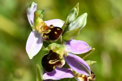Ophrys abeille