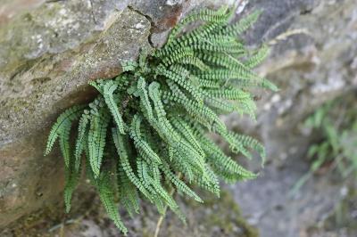 Capillaire des murailles