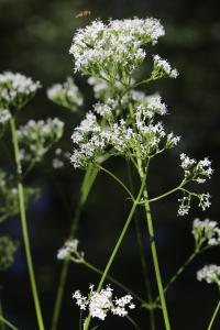 Valériane officinale