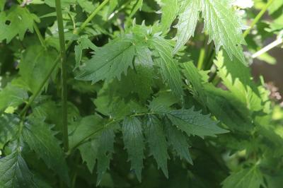 Valériane officinale