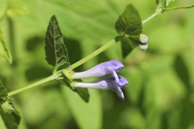 Scutellaire casquée
