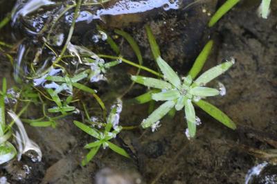 <i>Callitriche</i>