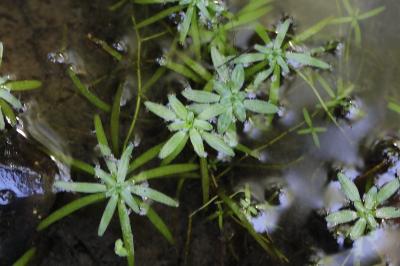 <i>Callitriche</i>