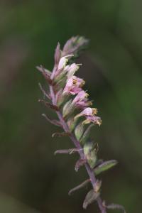 Odontite rouge