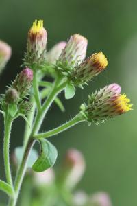 <i>Inula conyzae</i>