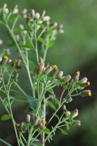 <i>Inula conyzae</i>