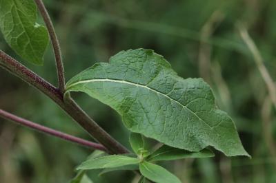 <i>Inula conyzae</i>