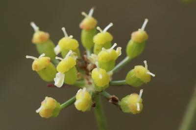 Silaüs des prés