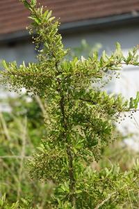 <i>Pyracantha</i>