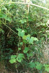 <i>Vitis</i>