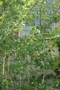 Pommier cultivé