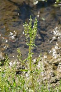 Mouron aquatique