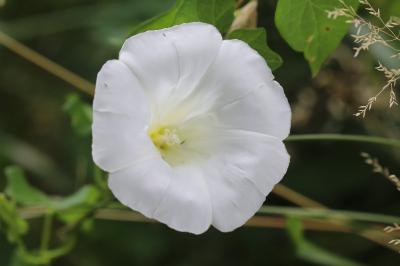 Convolvulus sepium