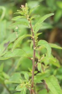 Limoine