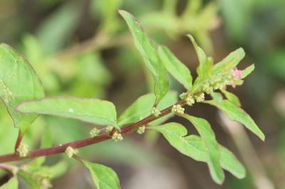Limoine