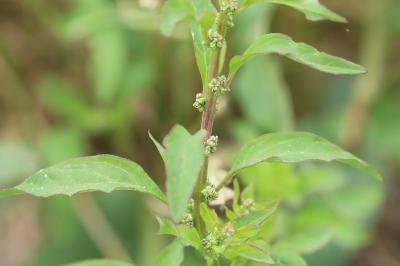 Limoine