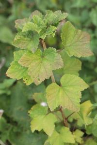 Groseillier rouge