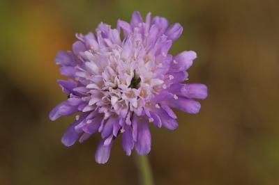 Knautia arvensis