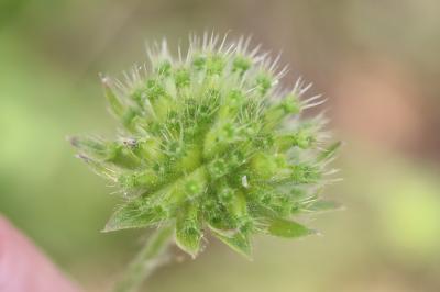 Knautia arvensis