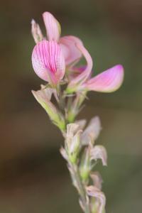 Sainfoin