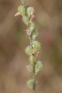 Sainfoin