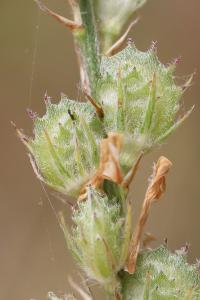Sainfoin