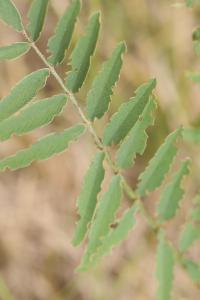 Sainfoin