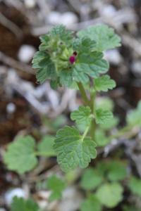 Lamier amplexicaule
