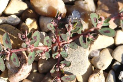 Euphorbe maculée