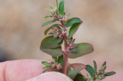 Euphorbe maculée