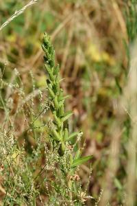 Onagre bisannuelle