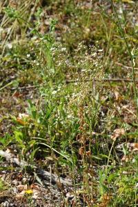 Vergerette annuelle