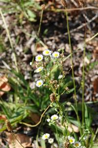 Vergerette annuelle