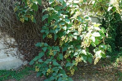 Paulownia