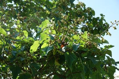 Paulownia