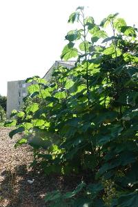 Paulownia