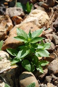 Mercuriale annuelle