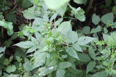 <i>Bidens</i>