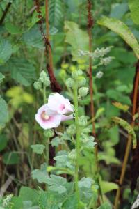 Rose trémière