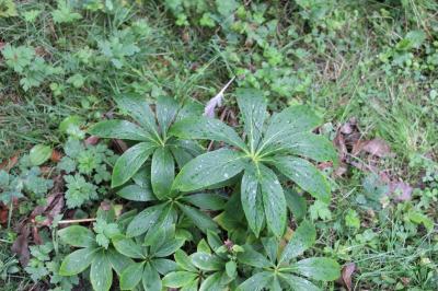 Hellébore vert