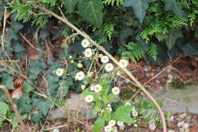 Vergerette annuelle