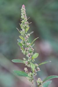 Limoine