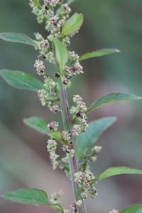 Limoine