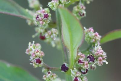 Limoine