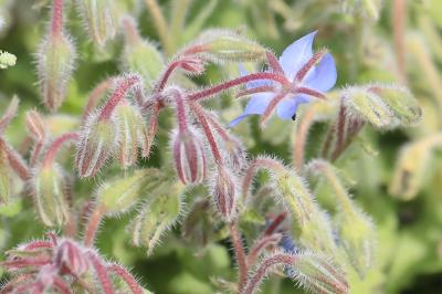 Bourrache officinale